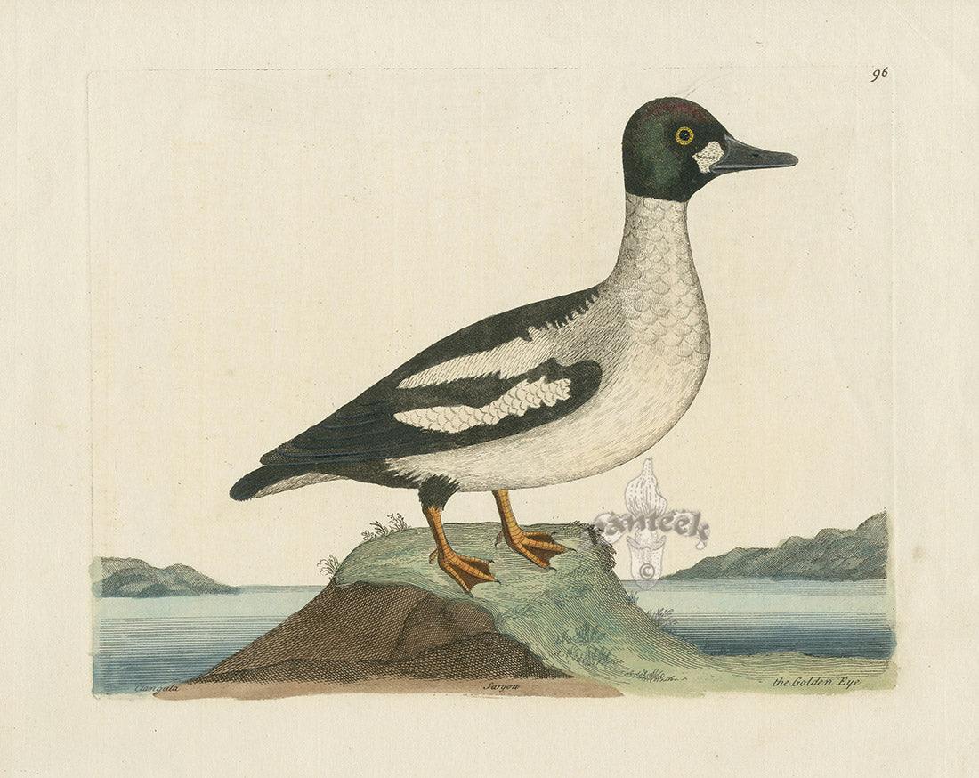Albin The Golden Eye EAL254