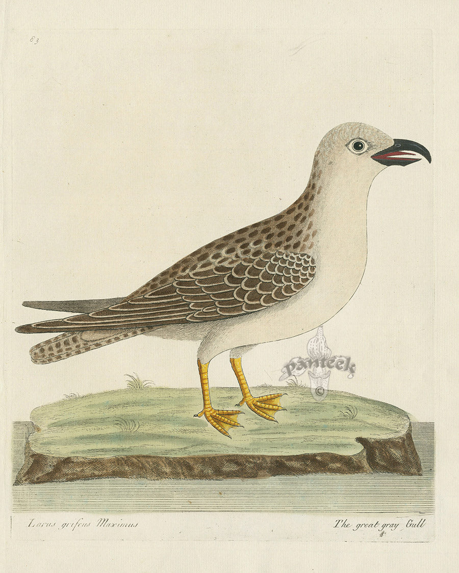 Albin The Great Gray Gull EAL239
