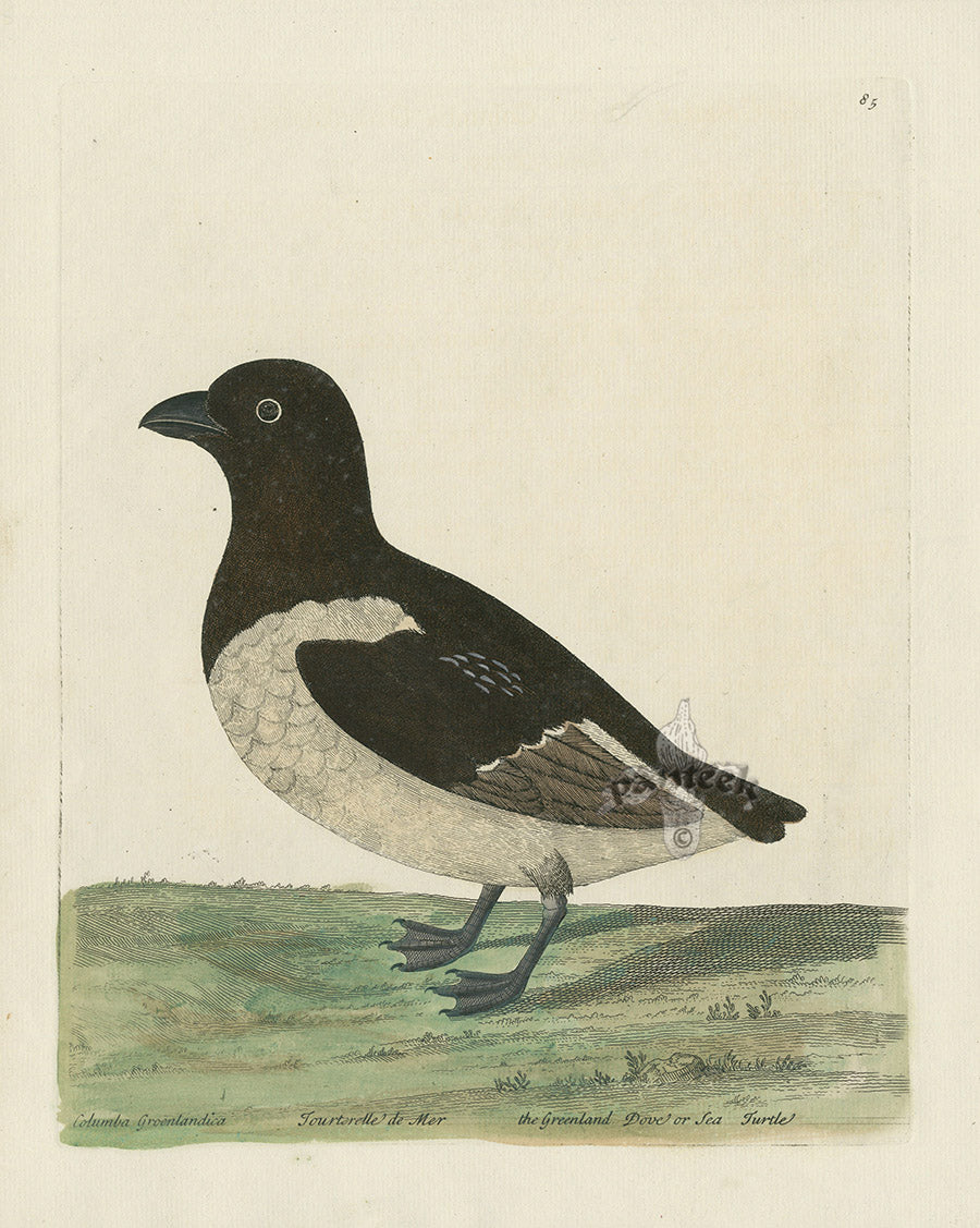 Albin The Greenland Dove or Sea Turtle EAL237