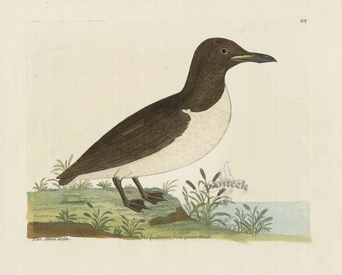 Albin The Guillemot from Green-land EAL248