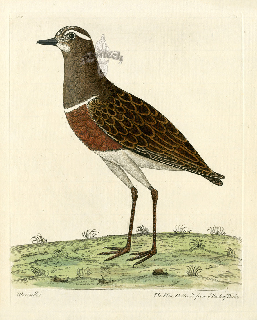Albin The Hen Dotteril ALB72