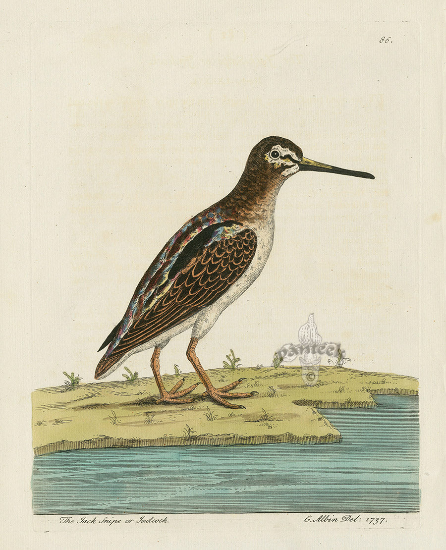 Albin The Jack Snipe or Judcock EAL199