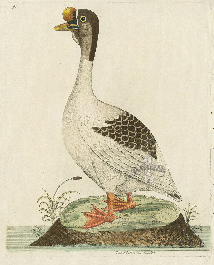 Albin The Muscovian Gander EAL185