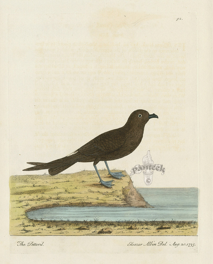 Albin The Petteril EAL268