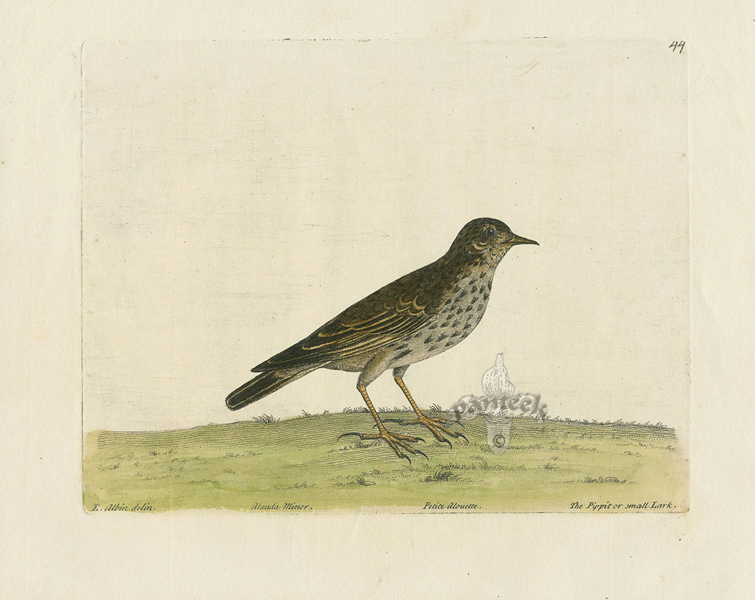 Albin The Pippit or Small Lark EAL257