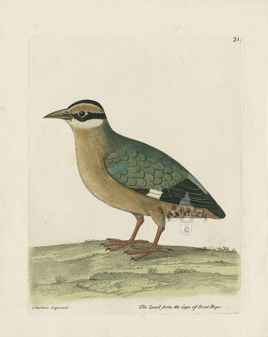 Albin The Quail from the Cape of Good Hope EAL200