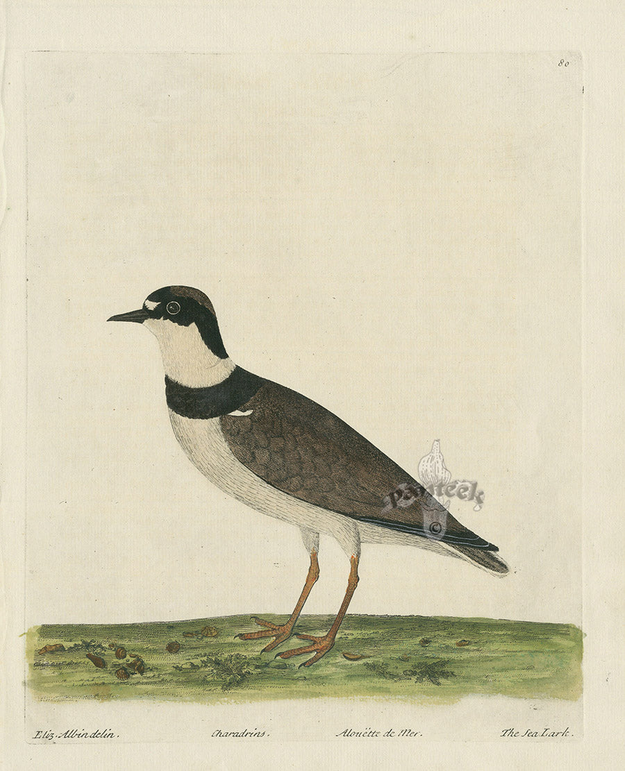 Albin The Sea Lark EAL203
