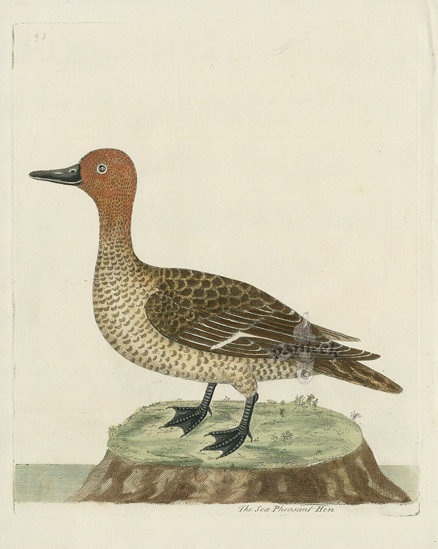 Albin The Sea Pheasant Hen EAL222