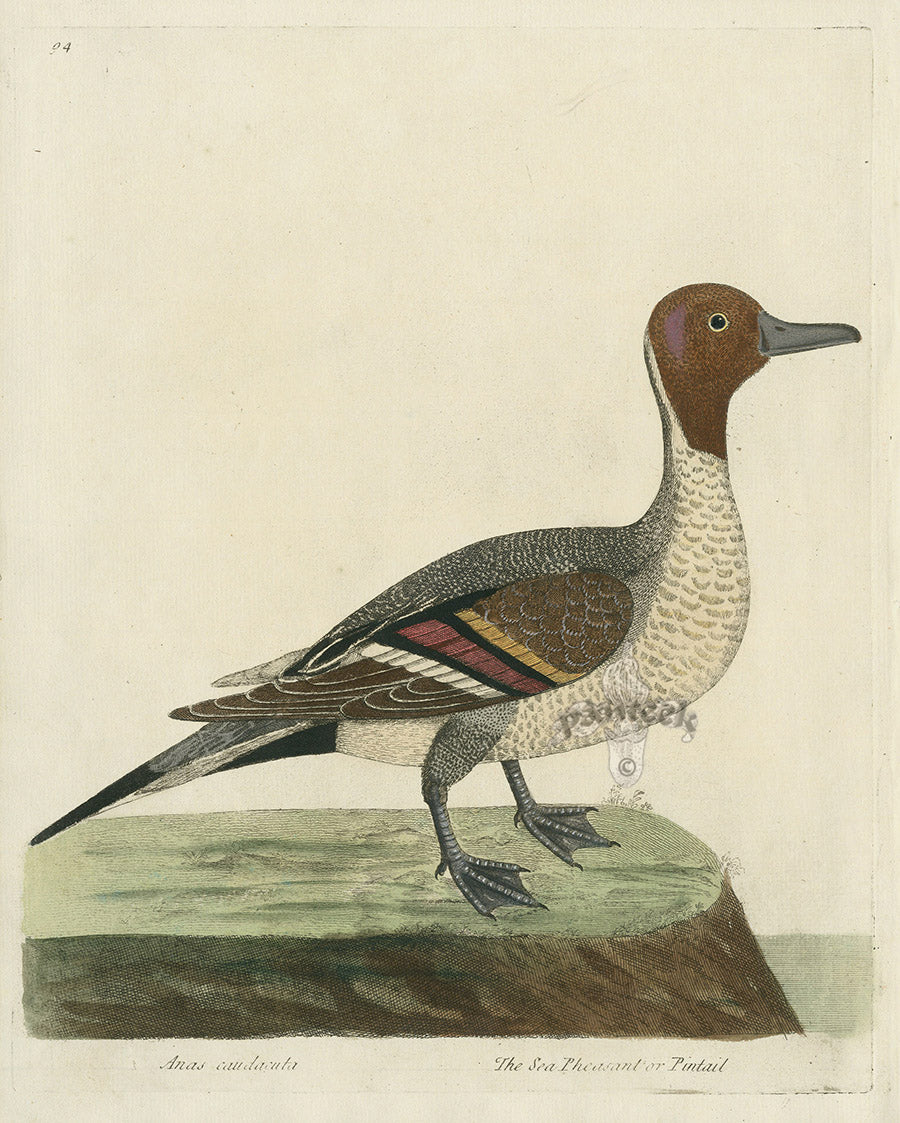 Albin The Sea Pheasant or Pintail EAL226