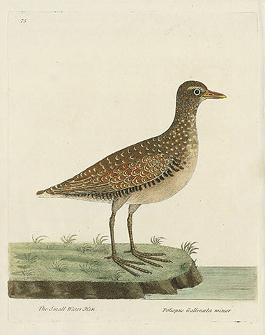 Albin The Small Water Hen EAL292