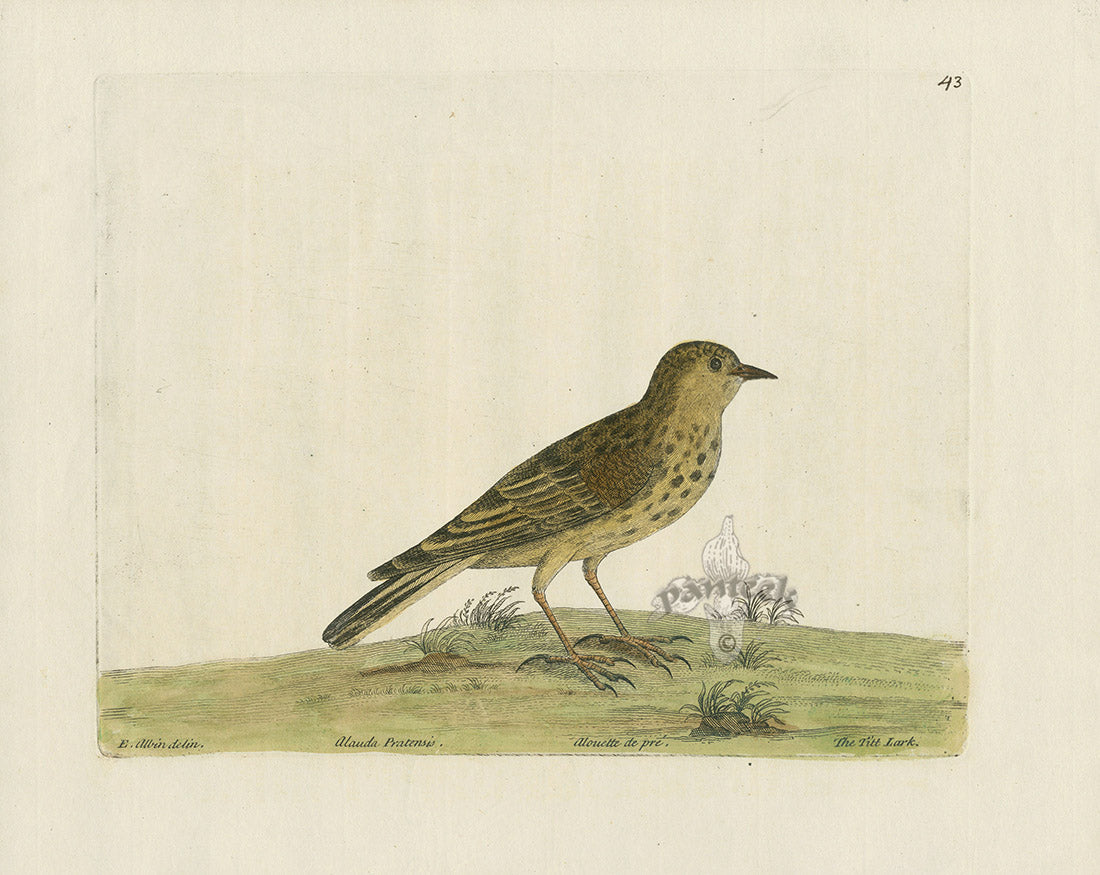 Albin The Titt Lark EAL258
