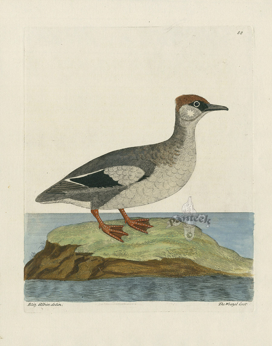 Albin The Weasel Coot EAL278