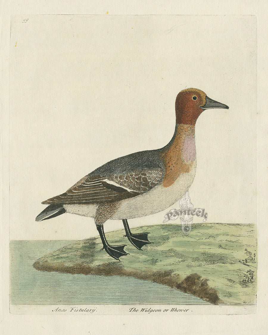 Albin The Widgeon or Whewer EAL220