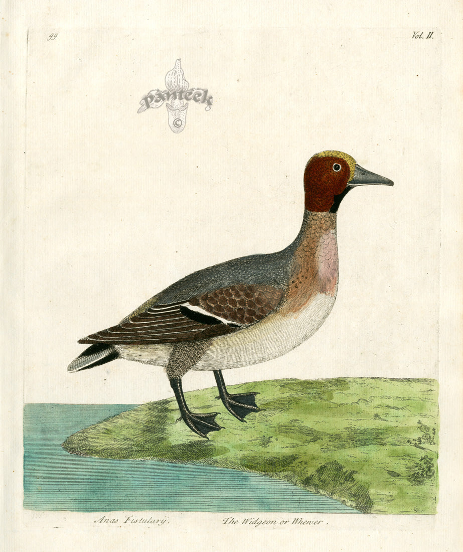 Albin The Widgeon Vol. II ALB65