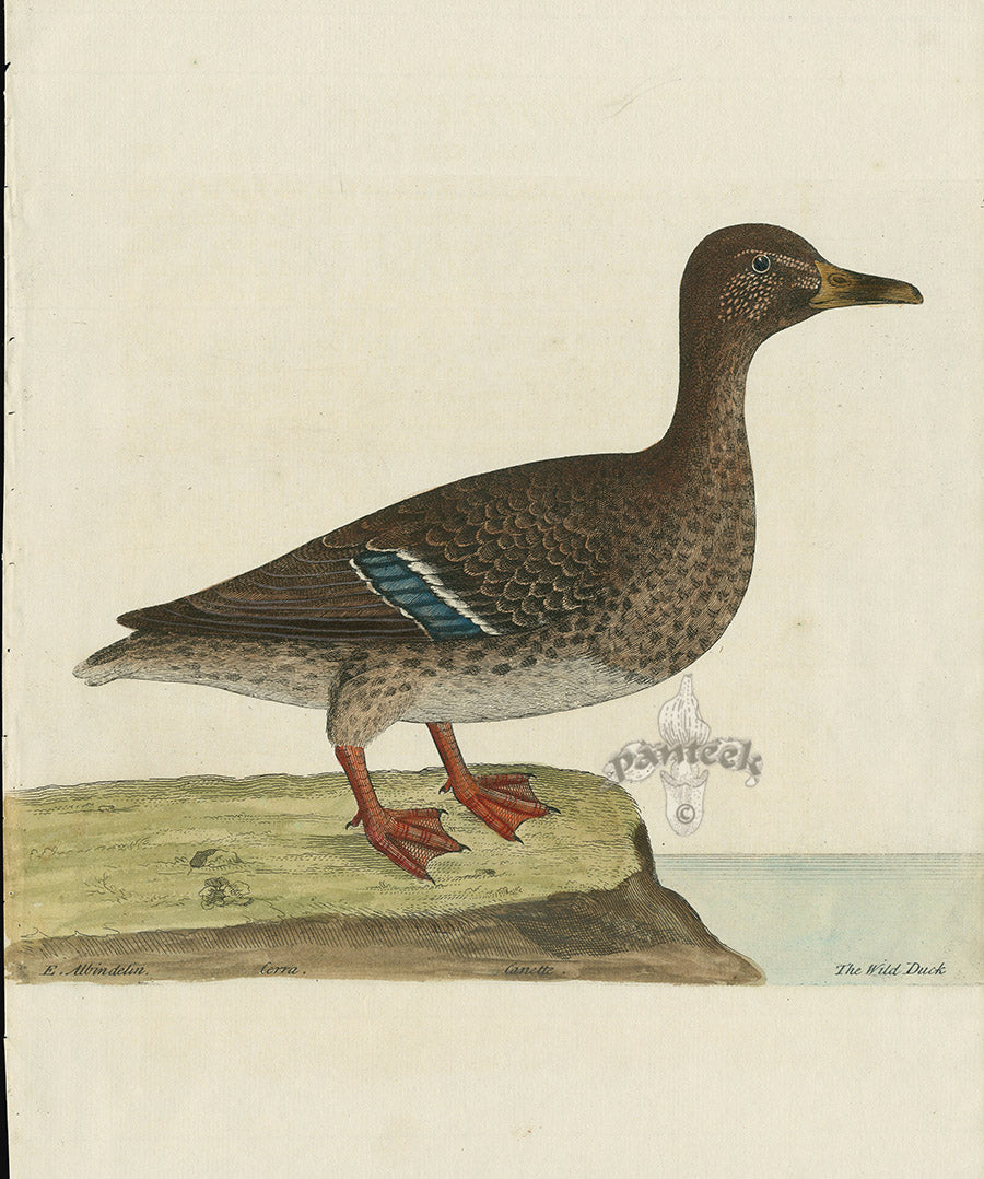Albin The Wild Duck EAL224