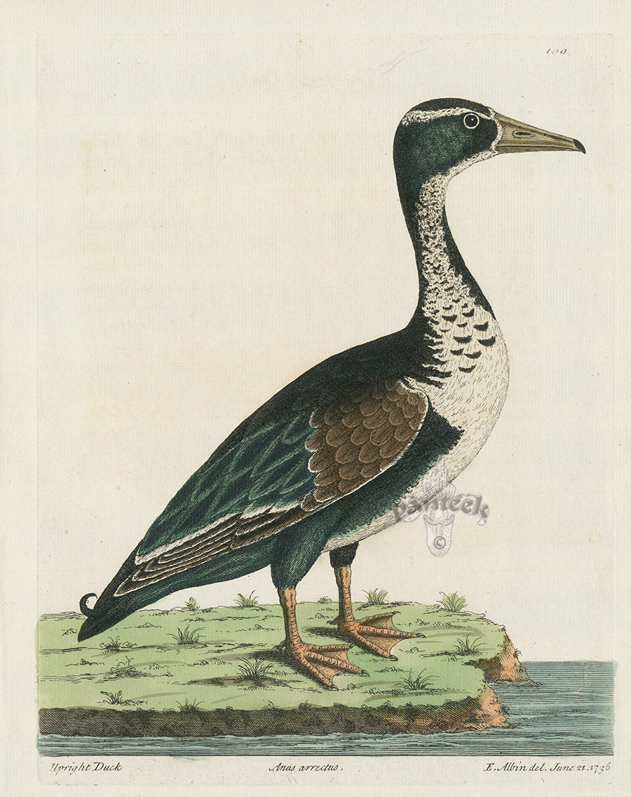 Albin Upright Duck EAL217
