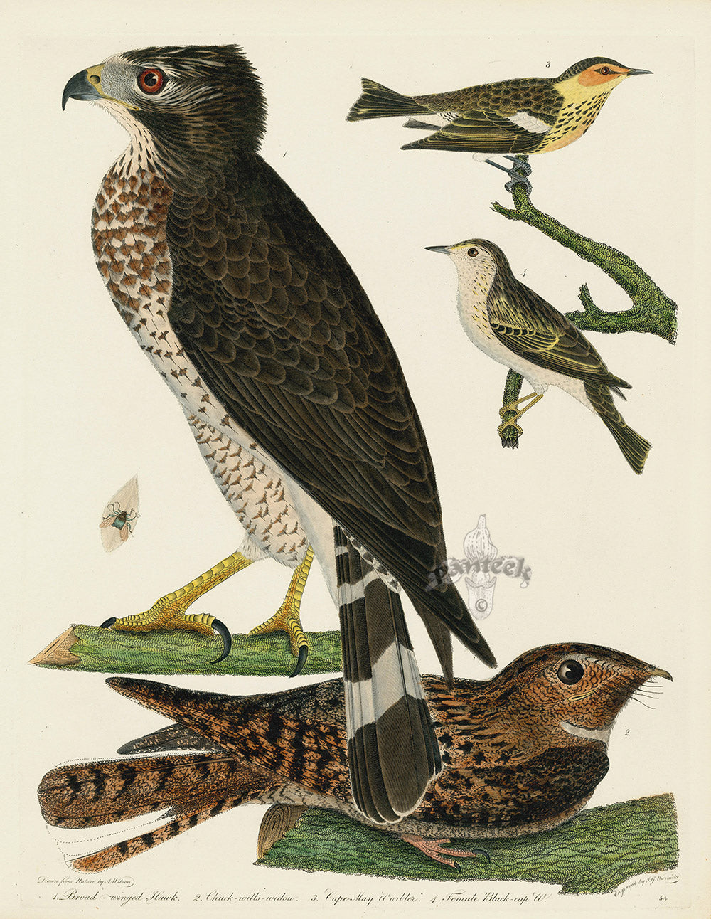 Alexander Wilson 1829 Broad-winged Hawk, Chuck-wills-widow