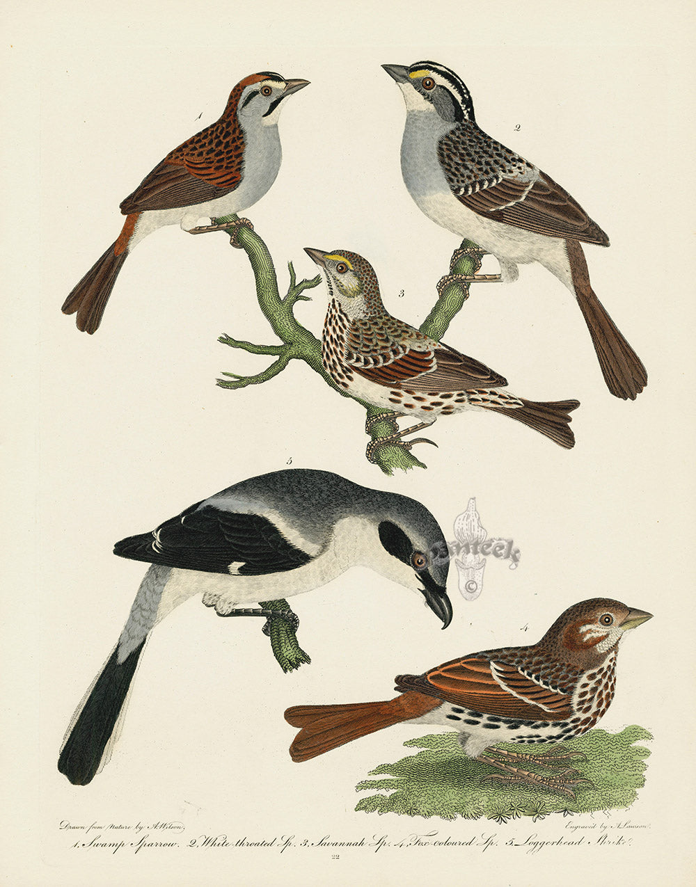 Alexander Wilson 1829 Loggerhead Shrike, Swamp Sparrow, Savannah Sparrow