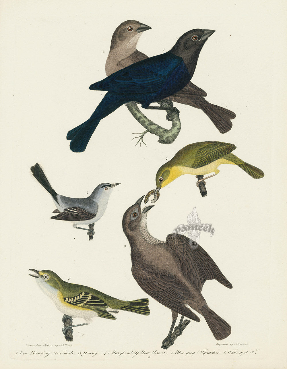 Alexander Wilson 1829 Maryland Yellow-throat, Cow Bunting