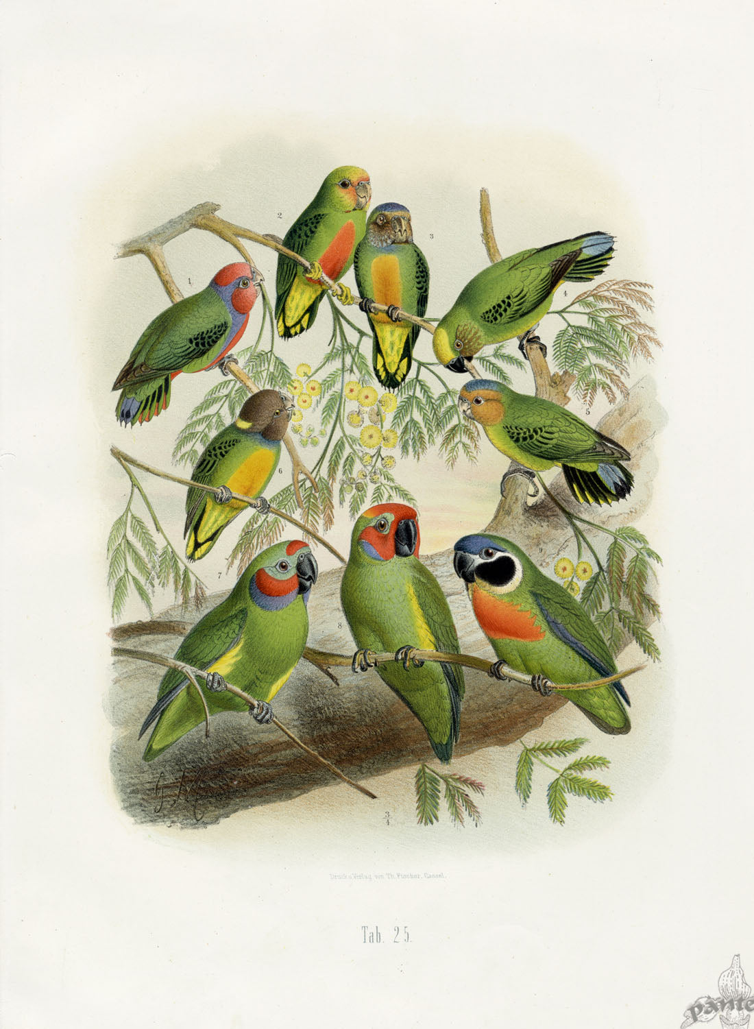 Anton Reichenow Parrot Prints Double-eyed Parakeet