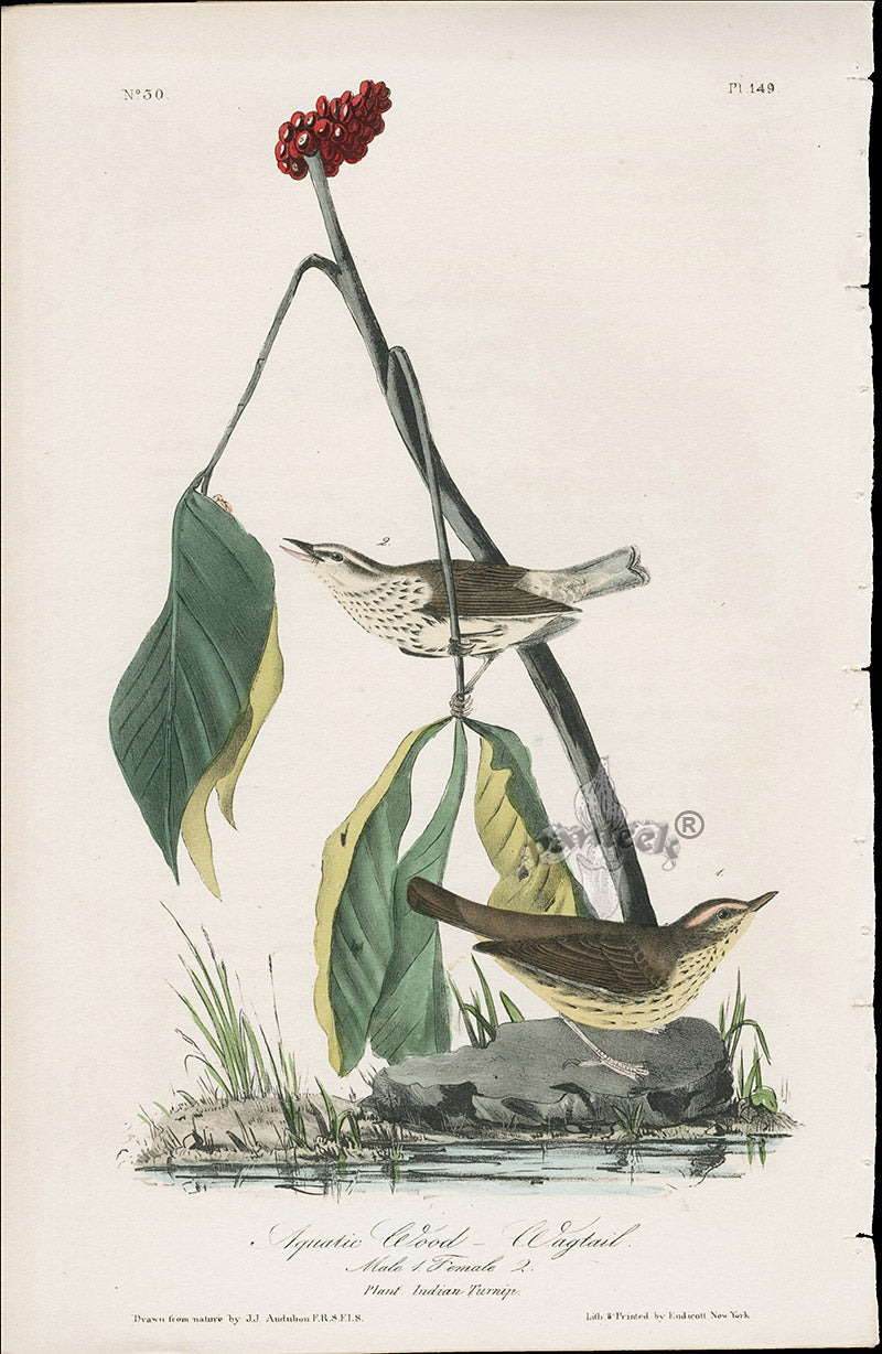 Audubon Birds 1840 Aquatic Wood Warbler & Indian Turnip