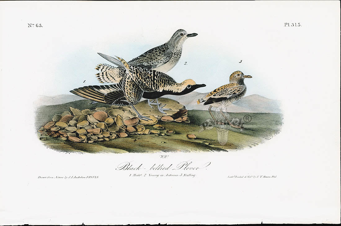 Audubon Birds 1840 Black-bellied Plover