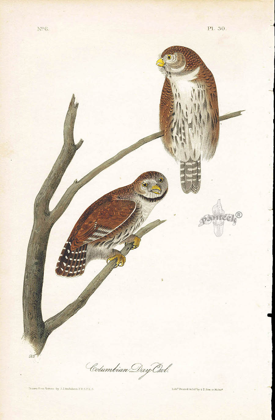 Audubon Birds 1840 Columbian Day Owl
