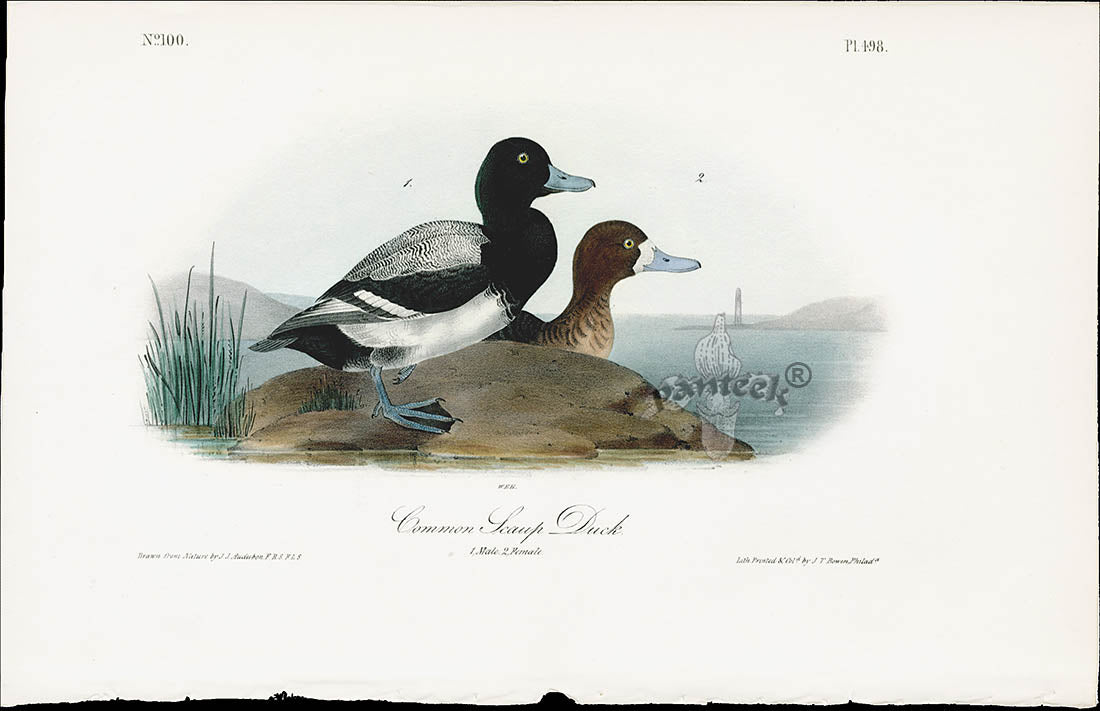 Audubon Birds 1840 Common Scaup Duck