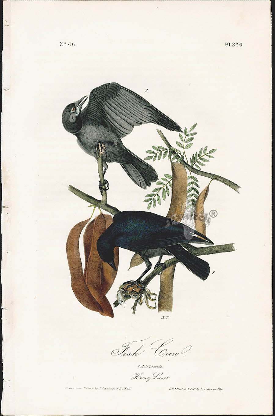 Audubon Birds 1840 Fish Crow