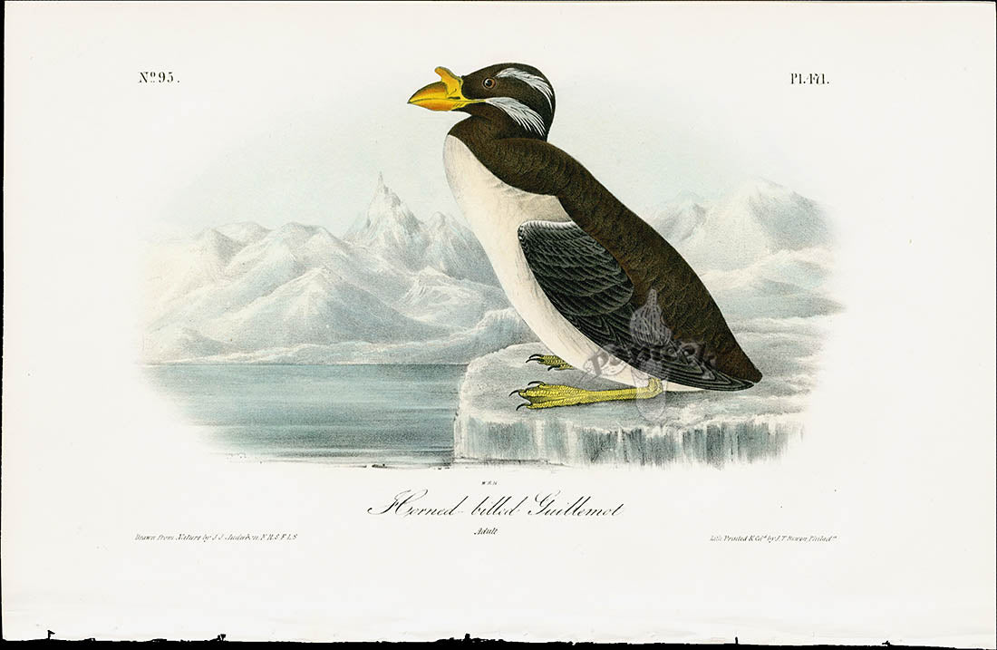 Audubon Birds 1840 Horned billed Guillemot