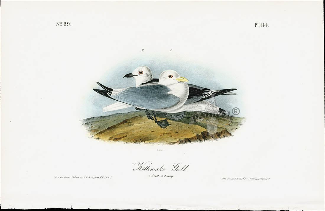 Audubon Birds 1840 Kittiwake Gull