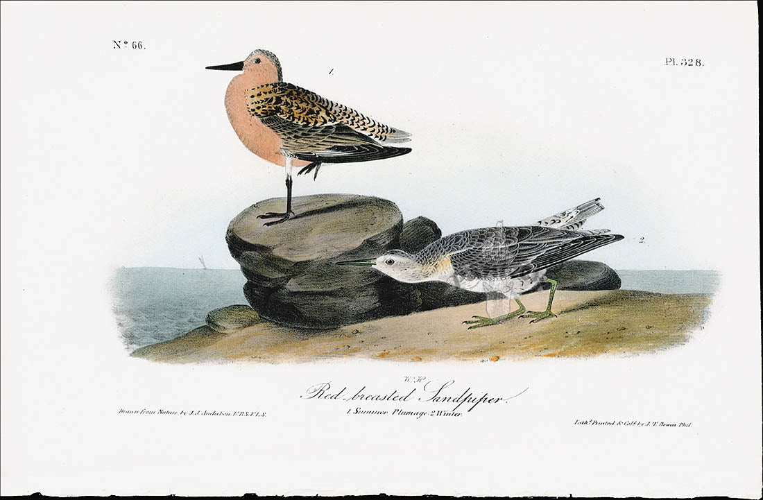 Audubon Birds 1840 Red-breasted Sandpiper