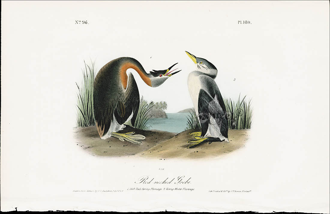 Audubon Birds 1840 Red necked Grebe