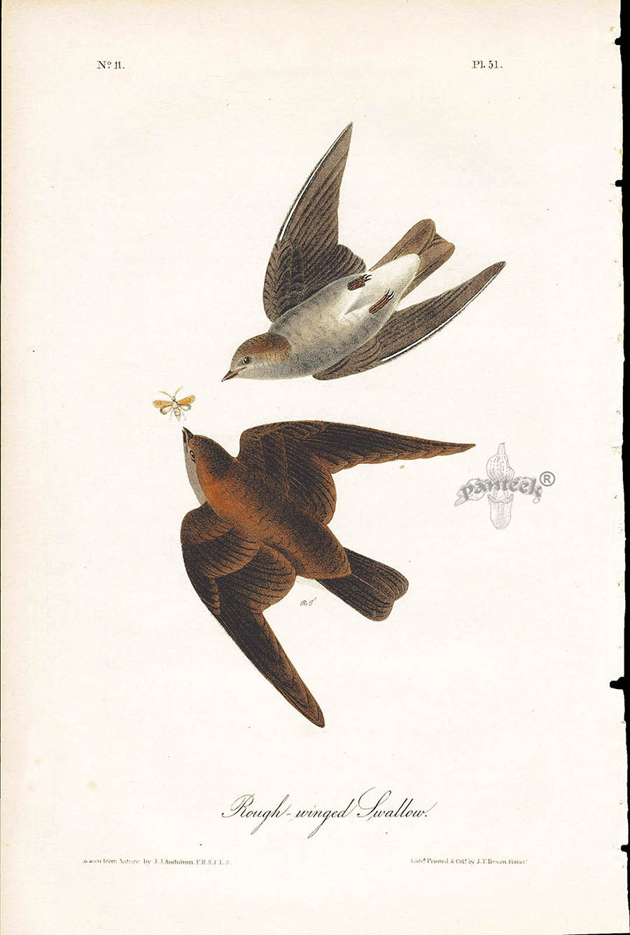 Audubon Birds 1840 Rough-winged Swallow