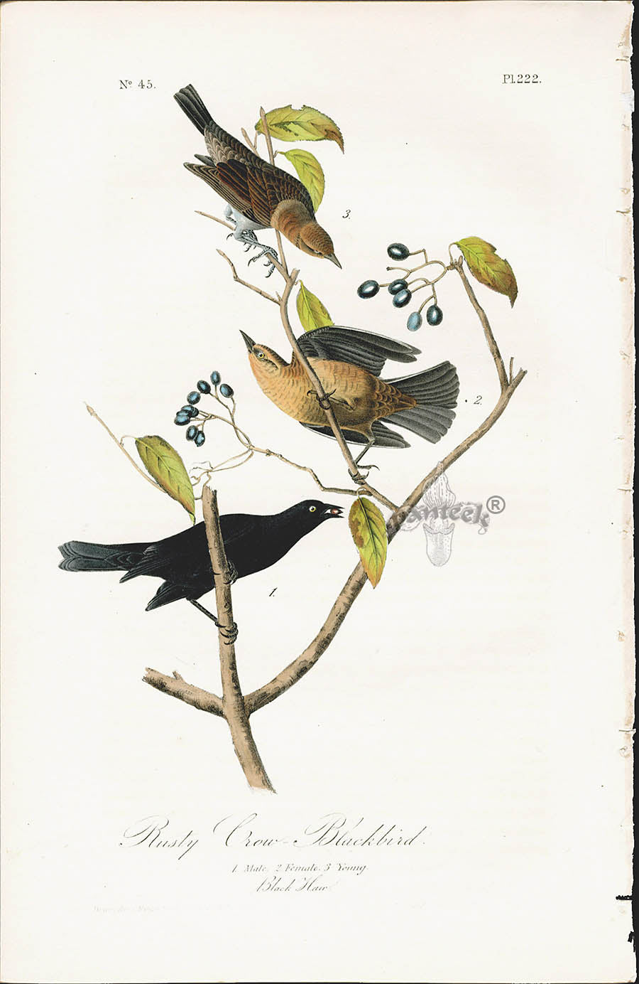 Audubon Birds 1840 Rusty Crow Blackbird