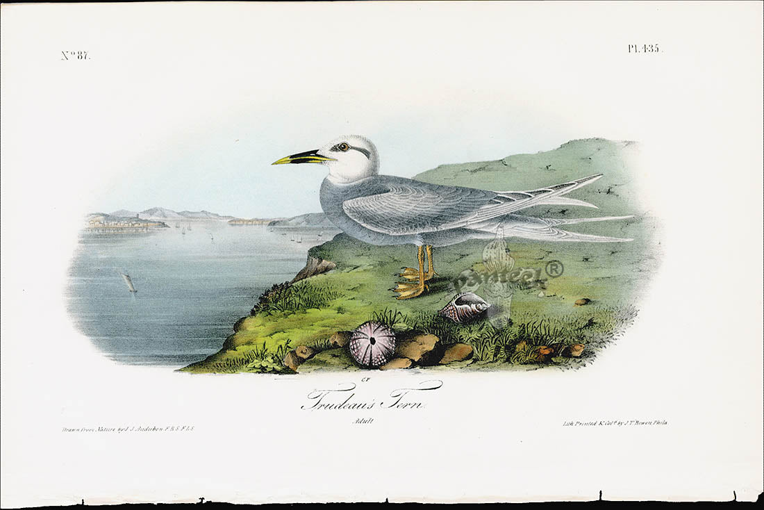 Audubon Birds 1840 Trudeau's Tern