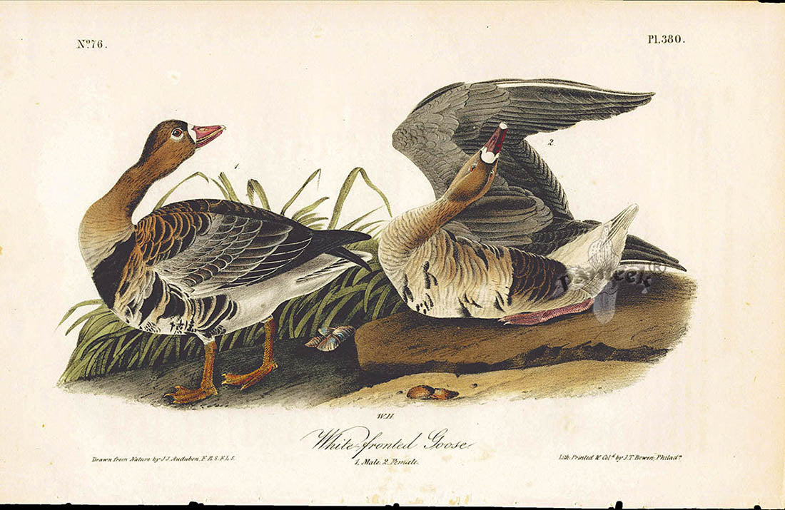 Audubon Birds 1840 White-fronted Goose