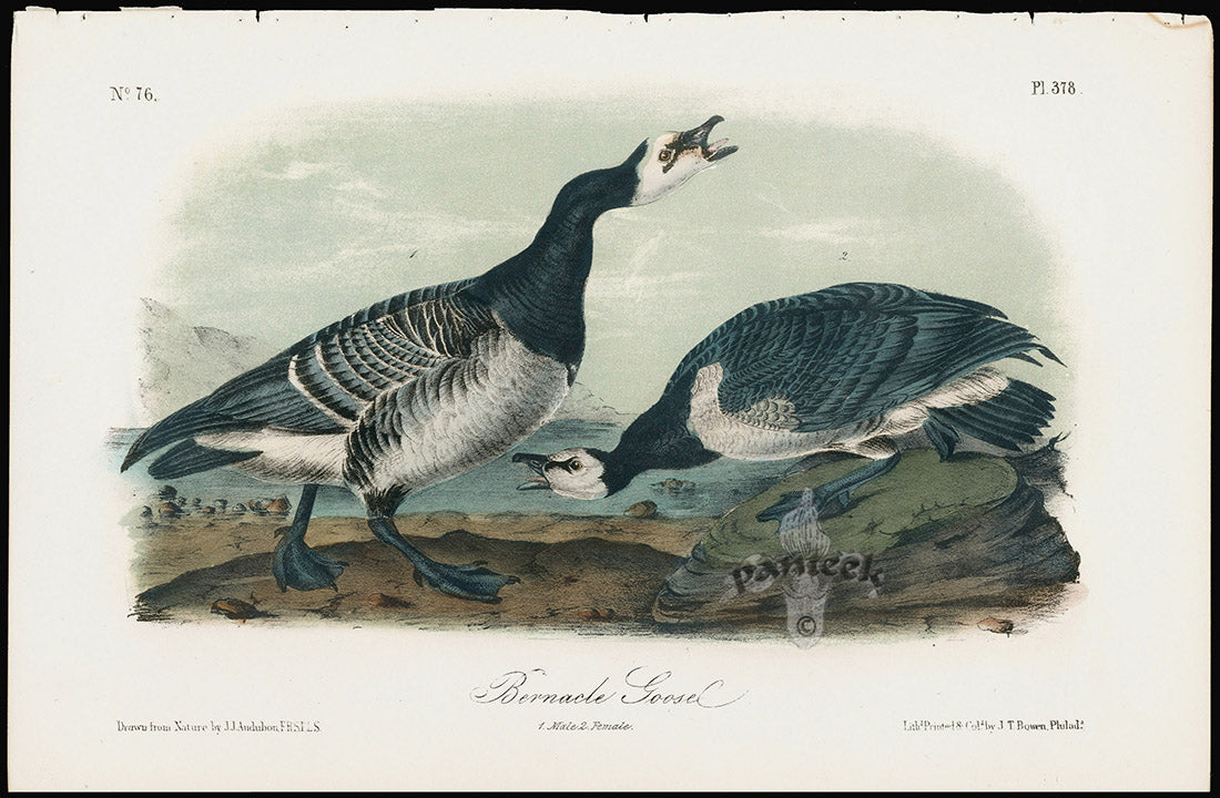 Audubon Birds 1871 America Barnacle Goose