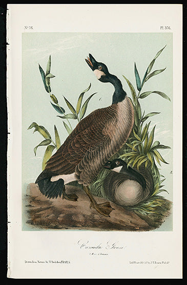 Audubon Birds 1871 America Canada Goose