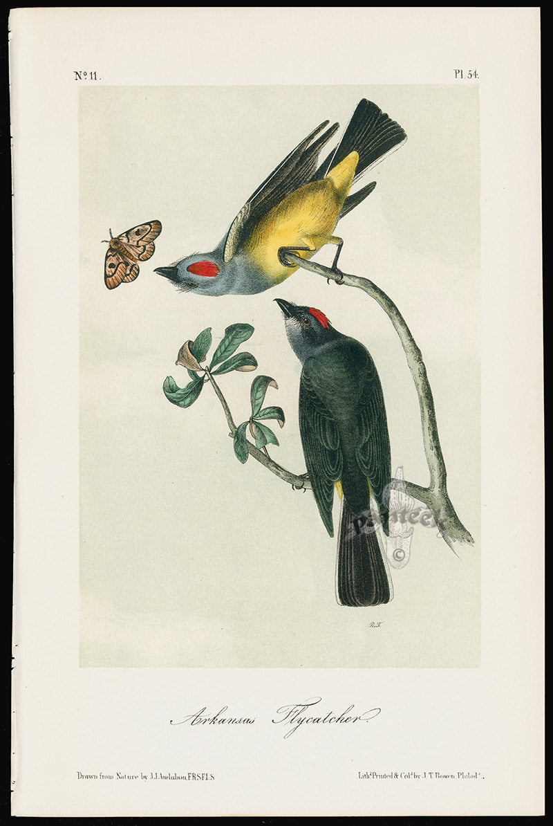 Audubon Birds 1871 Arkansas Flycatcher