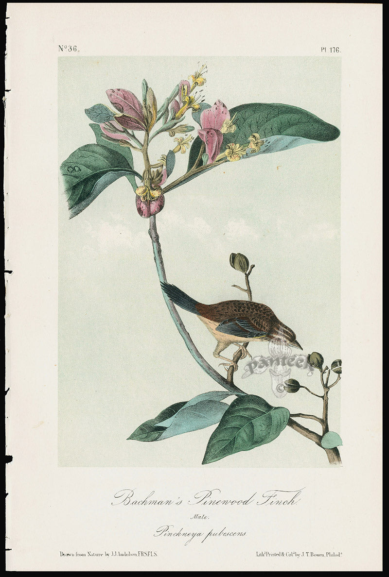 Audubon Birds 1871 Bachman's Pinewood Finch