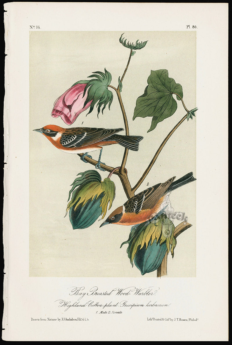 Audubon Birds 1871 Bay Breasted Wood Warbler