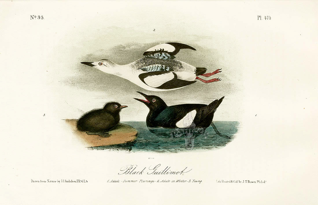 Audubon Birds 1871 Black Guillemot