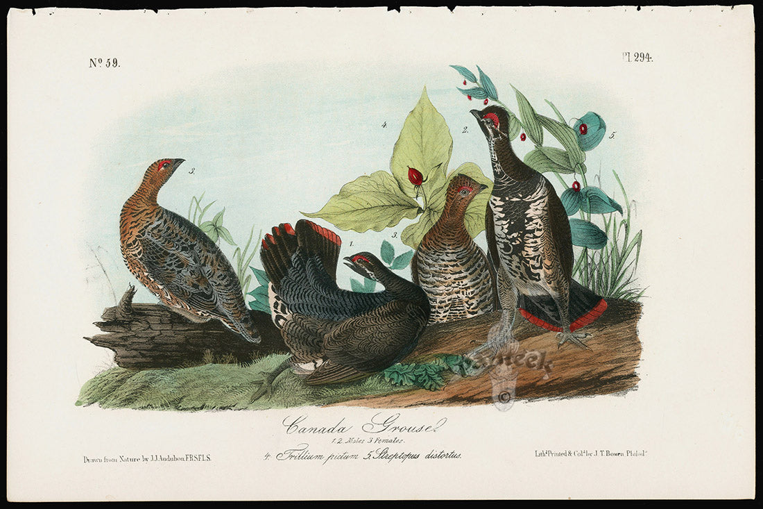 Audubon Birds 1871 Canada Grouse