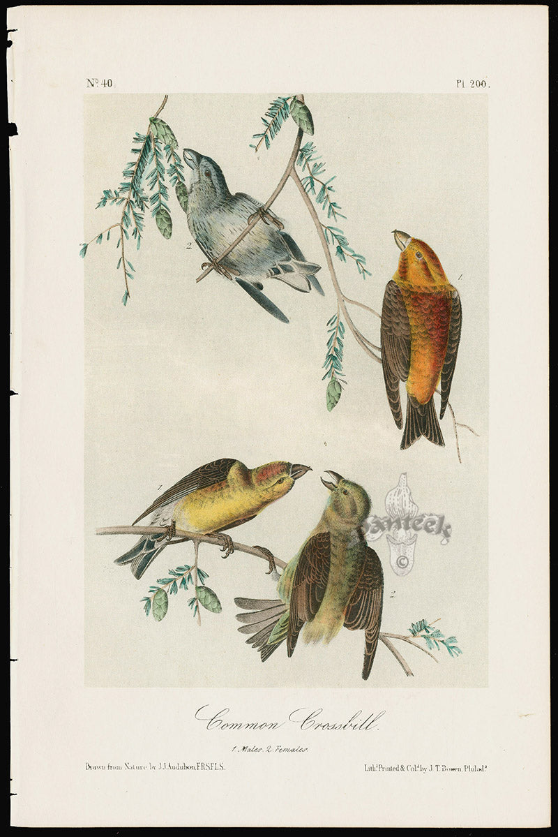 Audubon Birds 1871 Common Crossbill