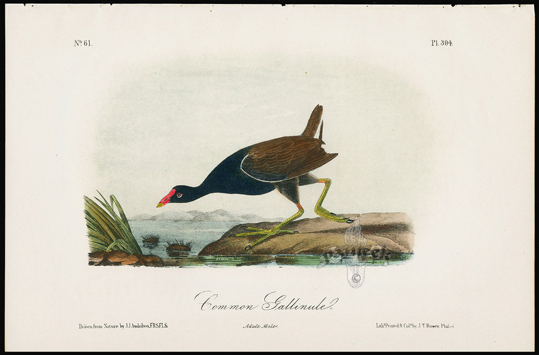Audubon Birds 1871 Common Gallinule