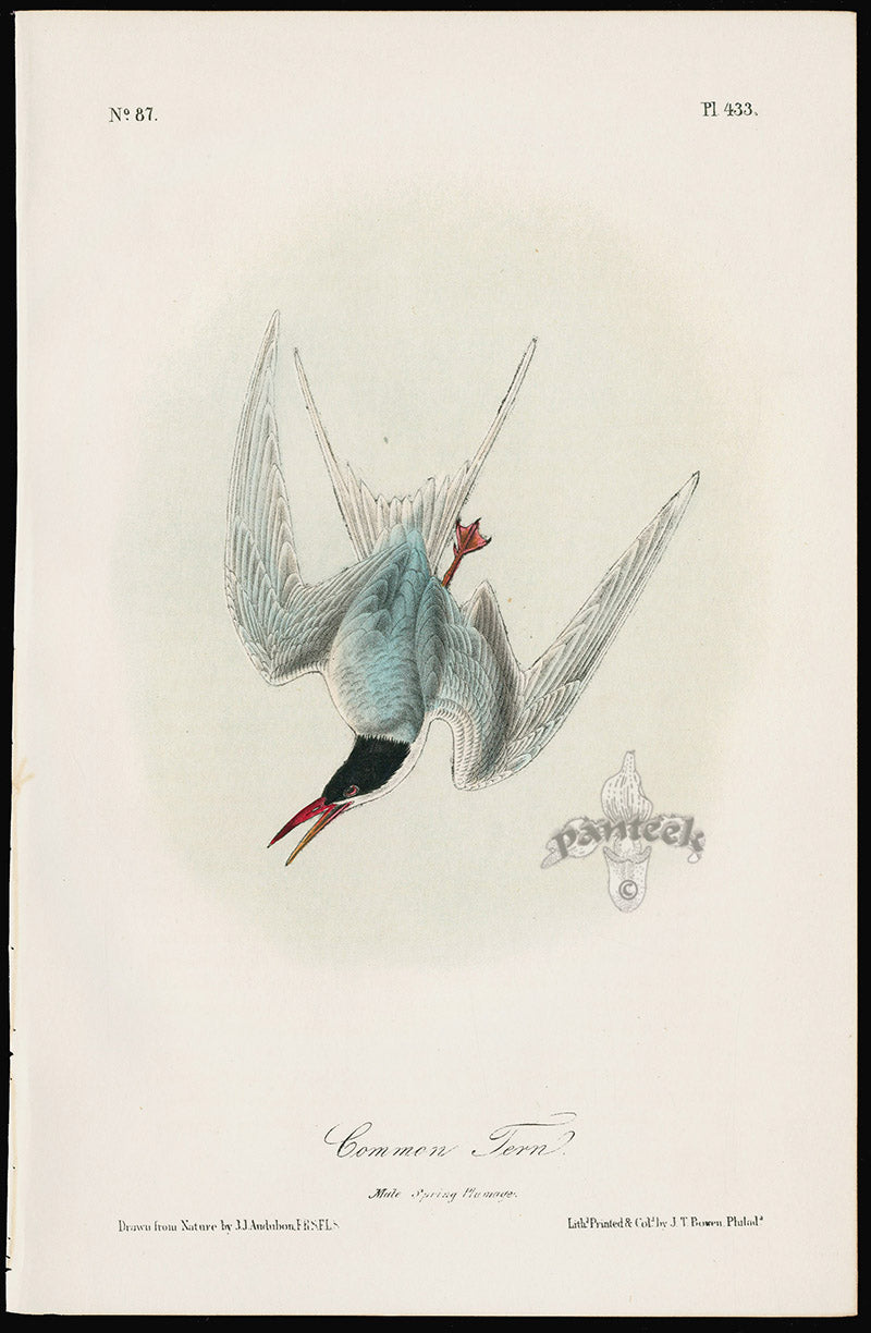 Audubon Birds 1871 Common Tern