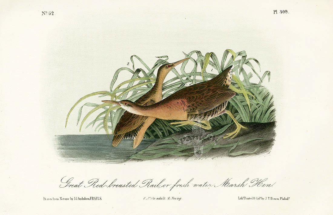 Audubon Birds 1871 Great Red-breasted Rail