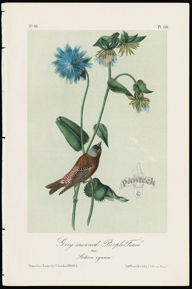 Audubon Birds 1871 Grey-crowned Purple Finch
