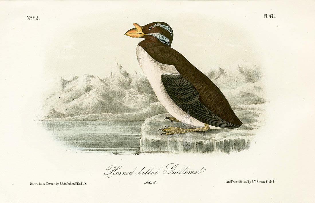 Audubon Birds 1871 Horn-billed Guillemot